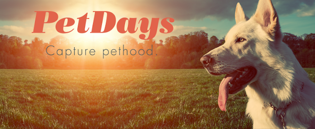 PetDays: Instagram for Your Pets