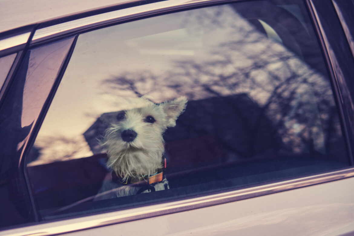 What Everyone Must Know About Leaving Pets in Cars this Summer